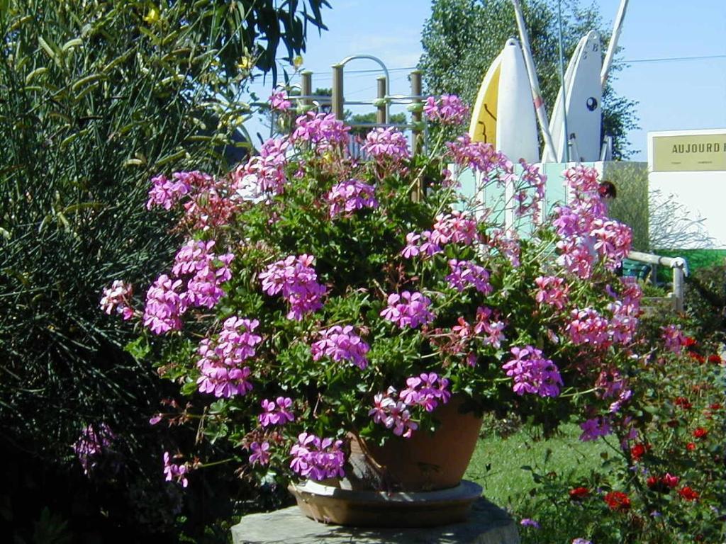 Camping De La Baie Ξενοδοχείο La Trinité-sur-Mer Εξωτερικό φωτογραφία